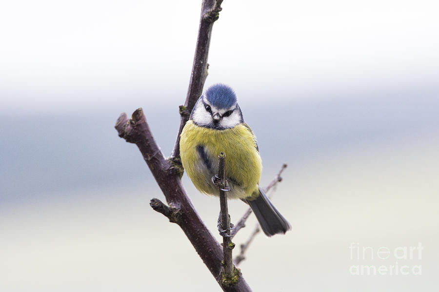 Blue Tit Photograph by Tim Gainey