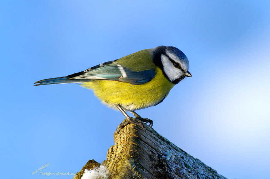 Blue Tit who rule the roost Photograph by Torbjorn Swenelius