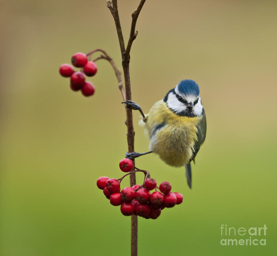 Blue Tit with Hawthorn Berries Photograph by Liz Leyden