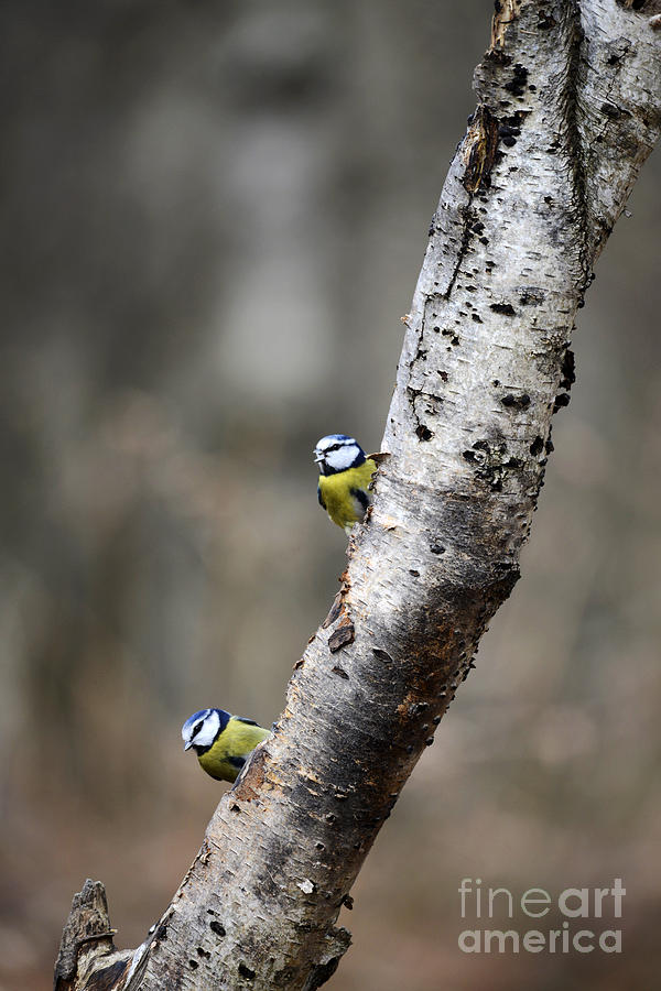 Bird Photograph - Blue Tits in the Woods by Leanne Byrom