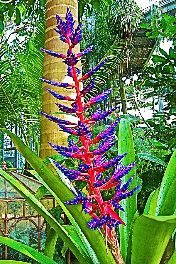 Flower Photograph - Blue Tongo in National Botanical Garden in Washington DC  by Ruth Hager