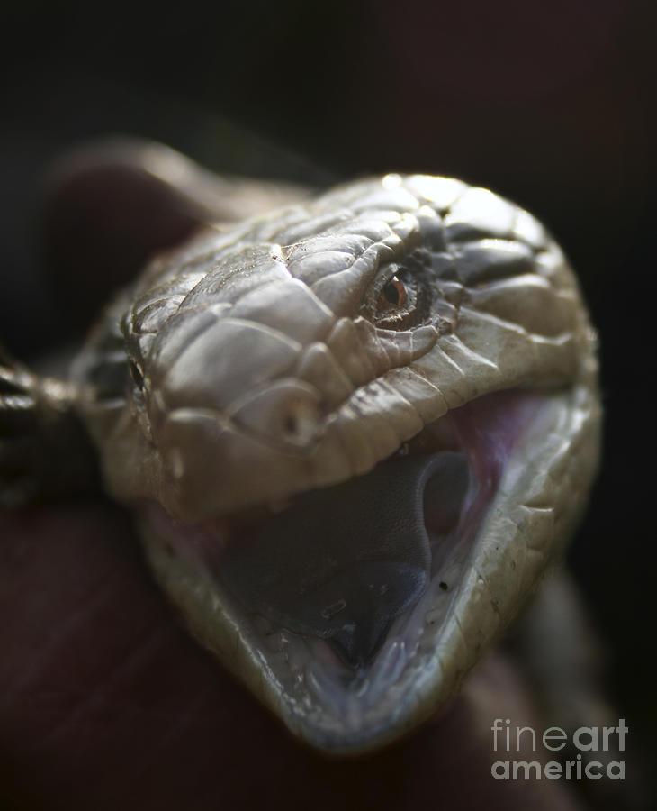 Blue Tongue Lizard Photograph by Joy Watson