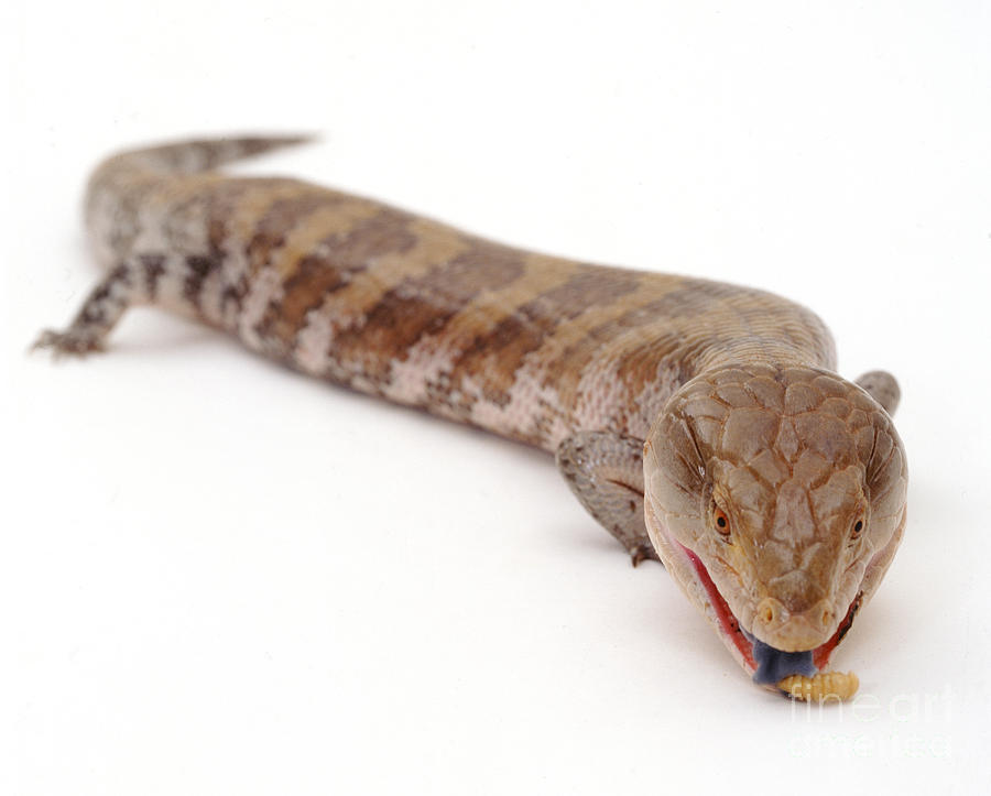 Animal Photograph - Blue Tongued Skink by Warren Photographic