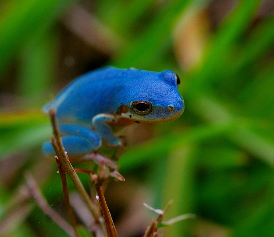 blue tree frog