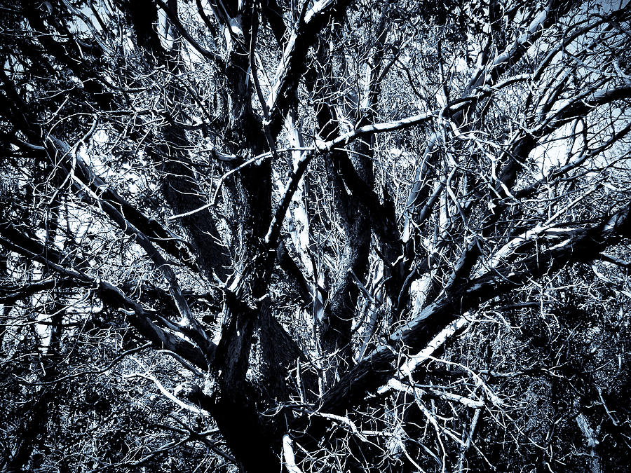 Blue Tree II Photograph by Ronda Broatch