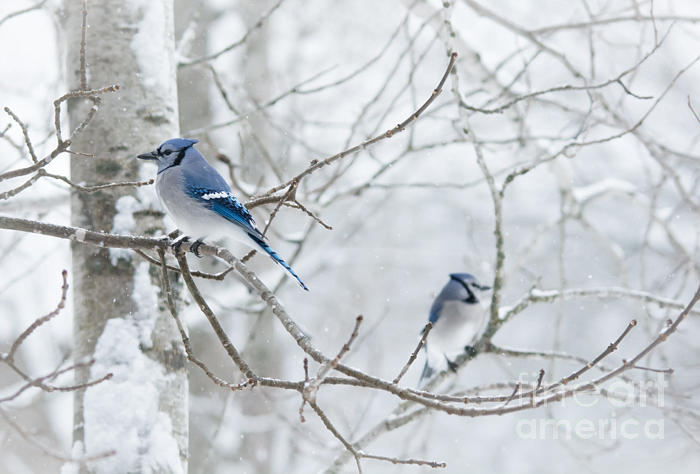 Blue Tree Ornaments Photograph by Cheryl Baxter