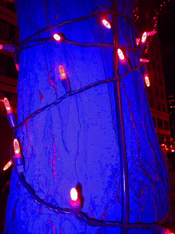 Blue Tree Red Lights Photograph by Kym Backland