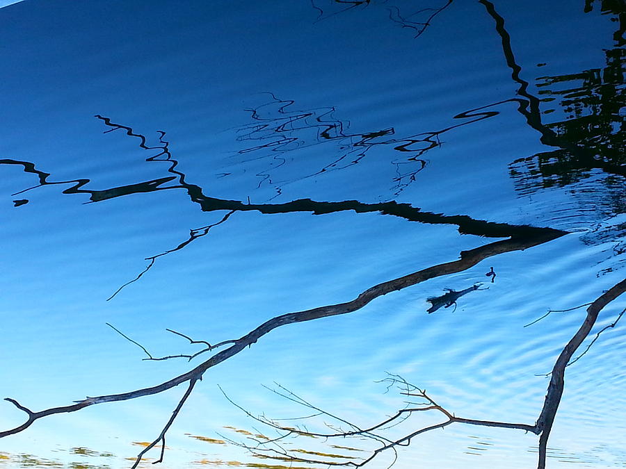 Abstract Photograph - Blue  Tree Reflection by Sandy Chappell