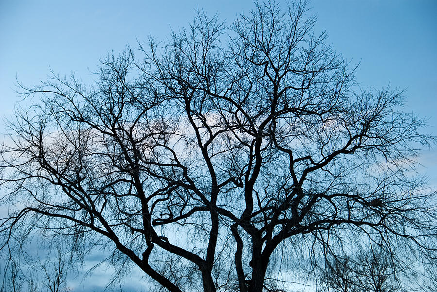 Tree Photograph - Blue Tree by Robert VanDerWal