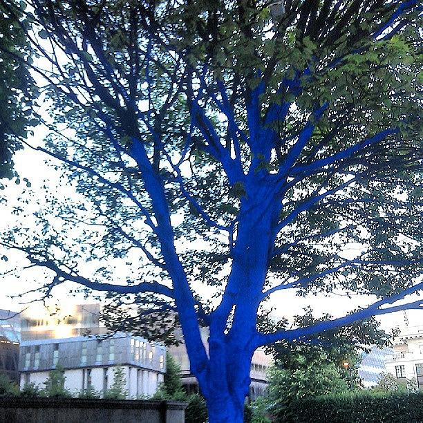 London Photograph - #blue #tree #treesforcities #london by Skye Park