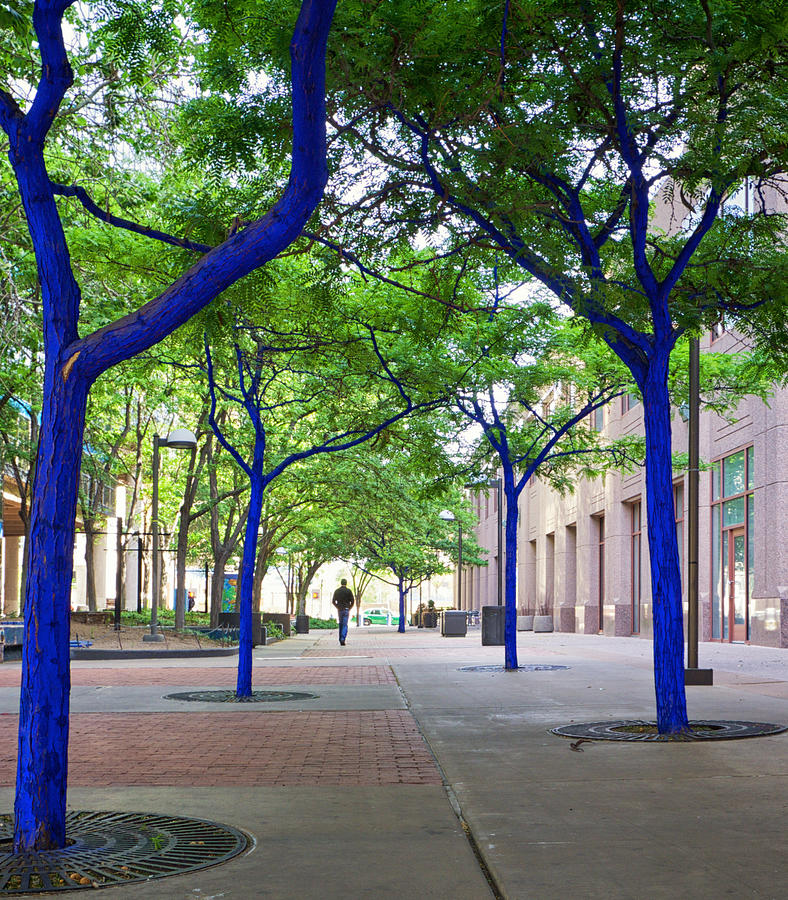 Blue Tree Walkway Photograph by Mary Lee Dereske