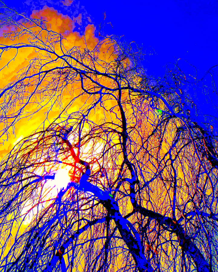 Blue Trees Photograph by Jodie Marie Anne Richardson Traugott          aka jm-ART