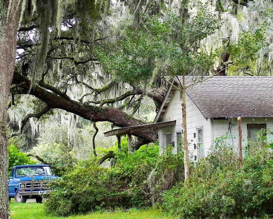 Deep South Photograph - Blue Truck and Moss by Patricia Greer