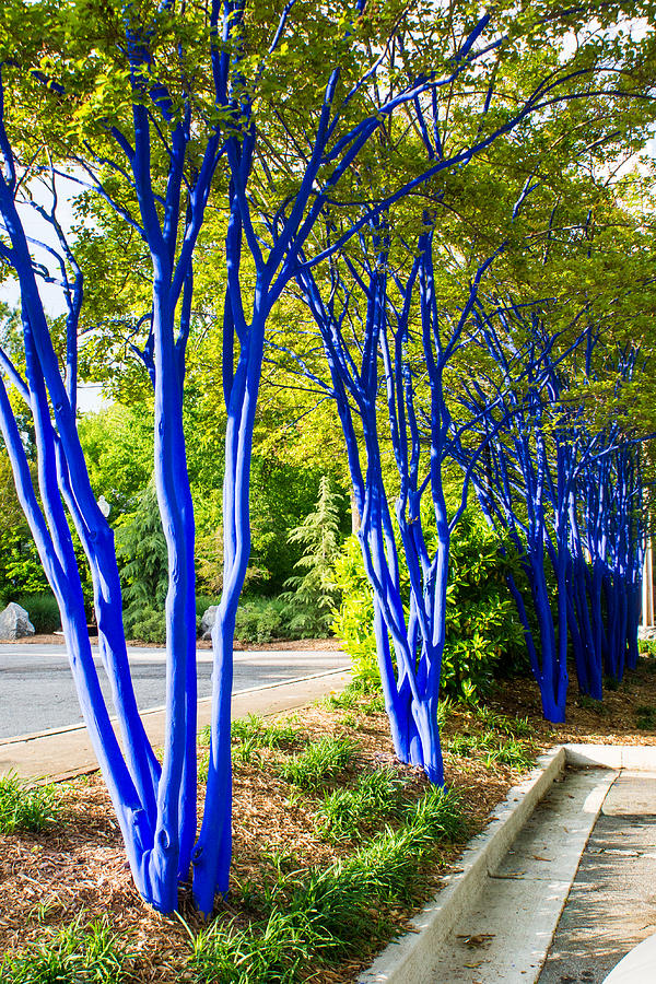 Blue Trunked Trees 2 Photograph by Douglas Barnett