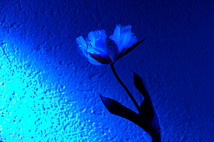 Blue Tulip Photograph by Christine Sponchia