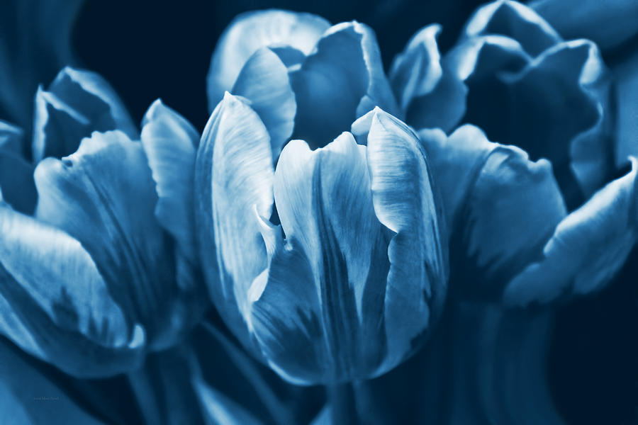 Blue Tulip Flowers Photograph by Jennie Marie Schell