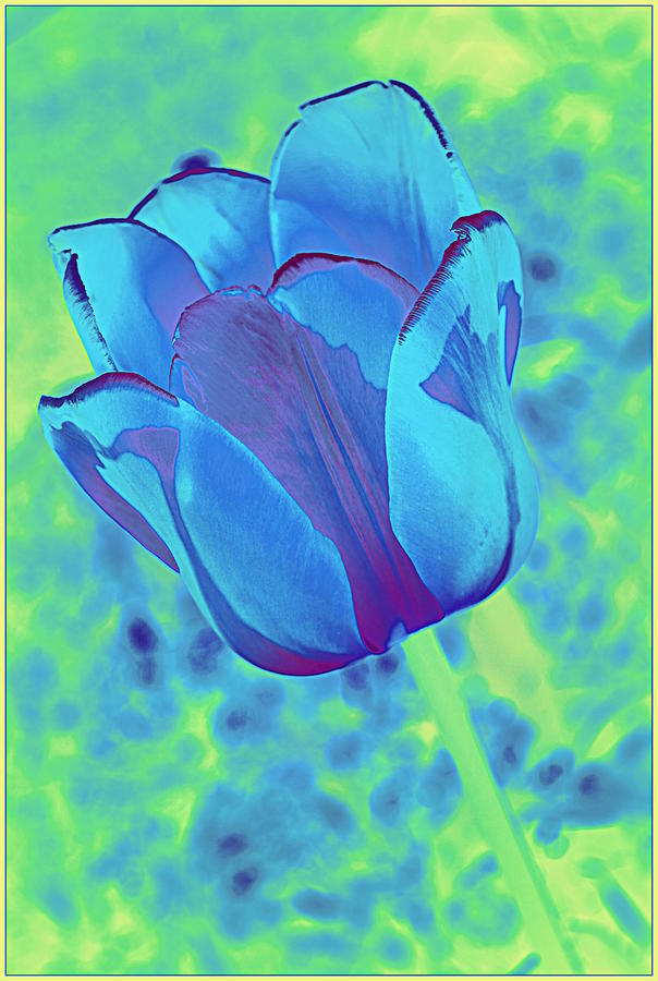 Blue Tulip Pop Art Photograph by Dora Sofia Caputo