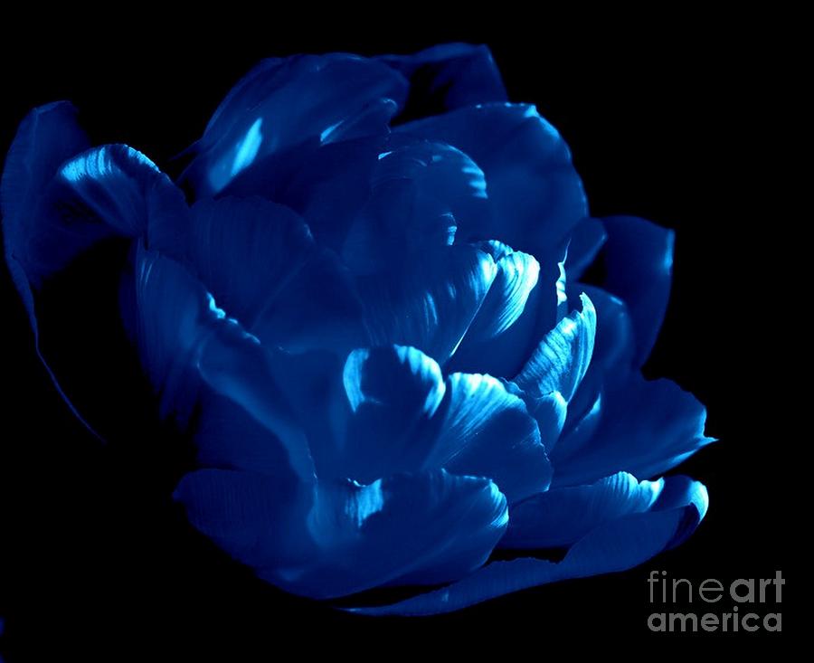 Blue Tulip Photograph by Sylvie Leandre
