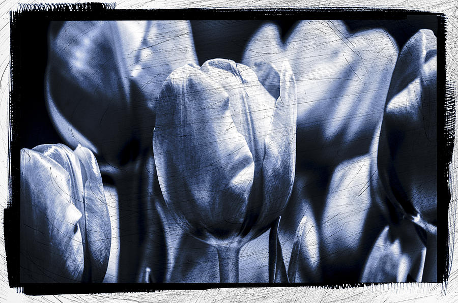 Blue Tulips Photograph by Craig Perry-Ollila
