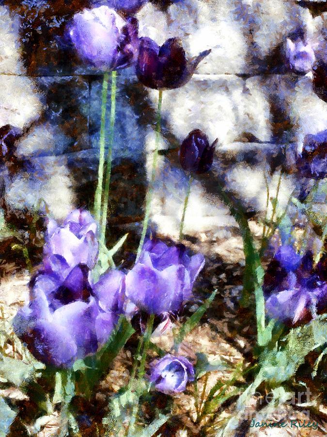 Blue Tulips in the garden Photograph by Janine Riley