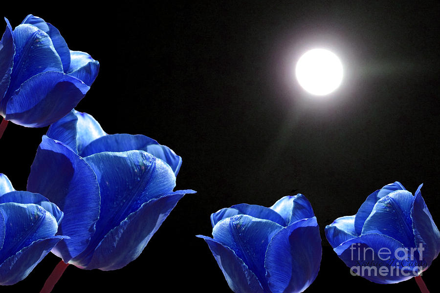 Akron Photograph - Blue Tulips in the Moonlight by Kathie McCurdy
