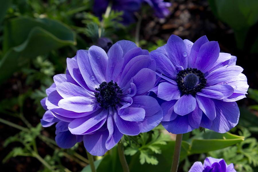 Flower Photograph - Blue Twins by Sandra Clark