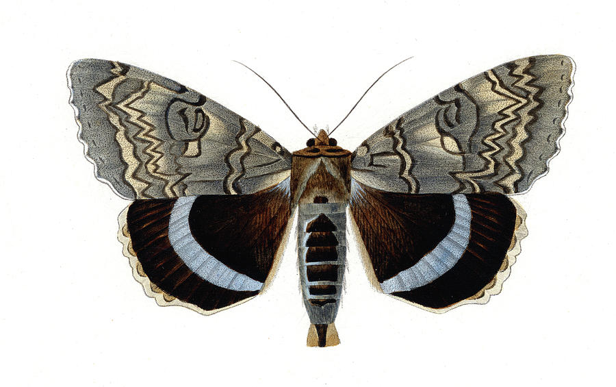 Blue Underwing Moth Photograph by Collection Abecasis
