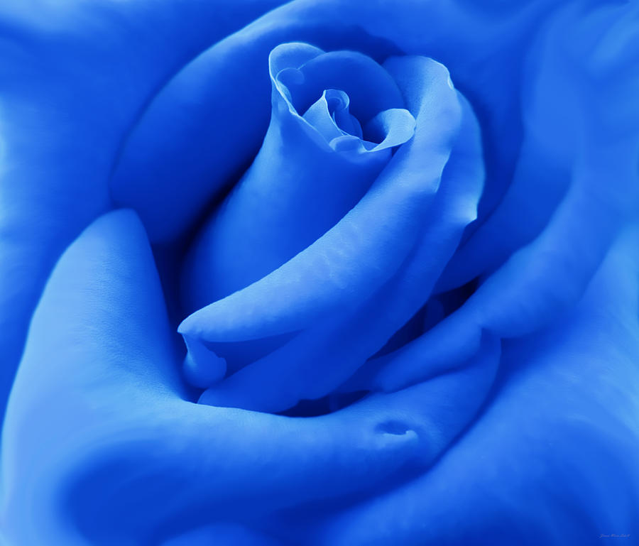 Abstract Photograph - Blue Velvet Rose Flower by Jennie Marie Schell