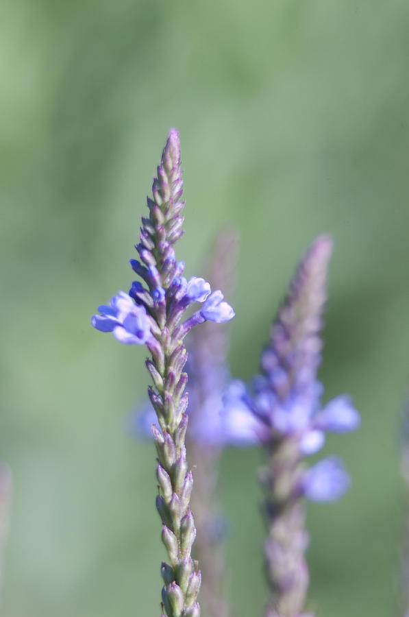 Blue Vervain Photograph - Blue Vervain by Kathryn Whitaker