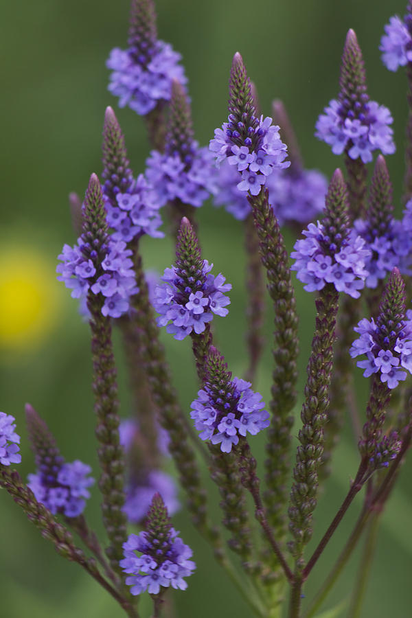 Blue Vervain Photograph by Penny Meyers