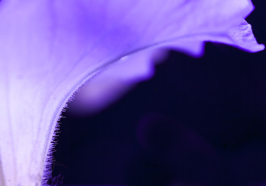 Abstract Photograph - Blue Violet Petunia by Fran Riley