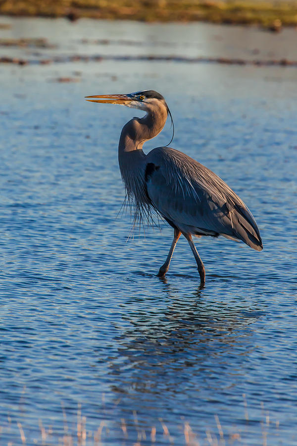 Blue Wader Photograph by Bobby Eddins - Fine Art America