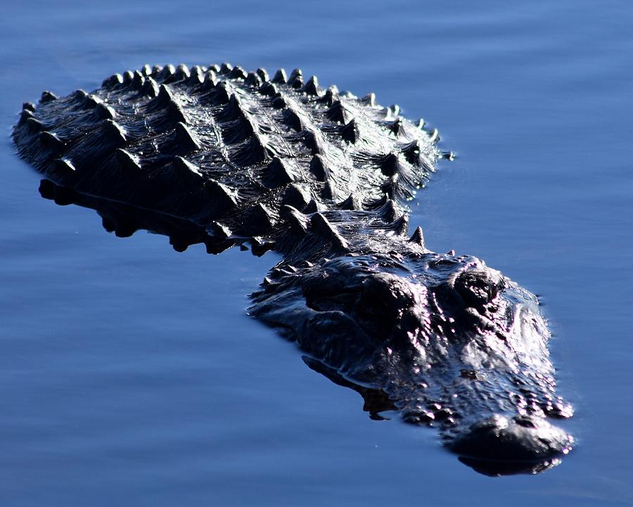 Blue Water Floating Gator Photograph by Sheri McLeroy