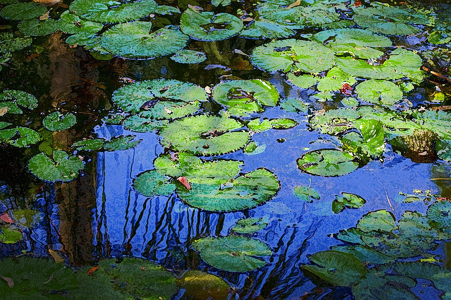 Blue Water Green Lily Pads Bok Tower 100X Photograph by Rich Franco