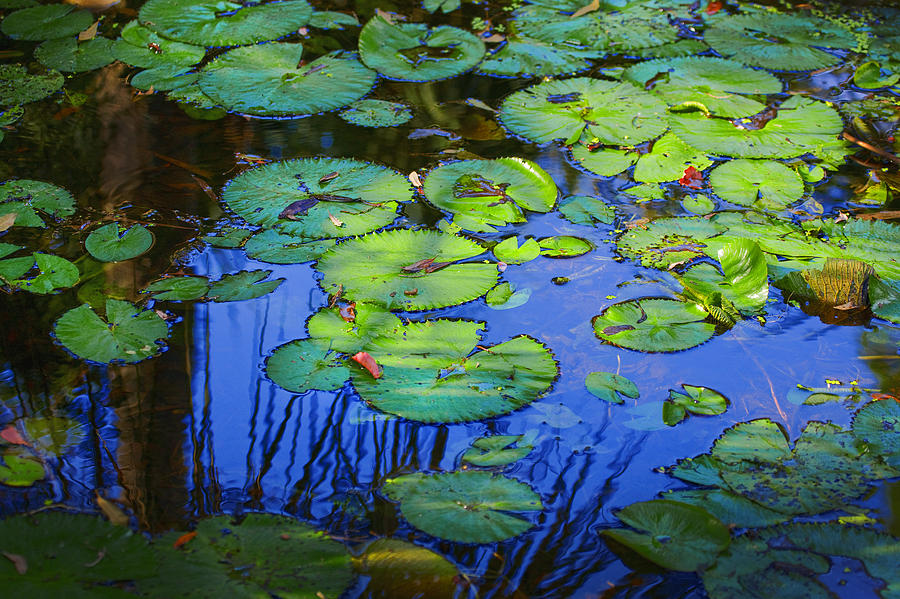 Blue Water Green Lily Pads Photograph by Rich Franco