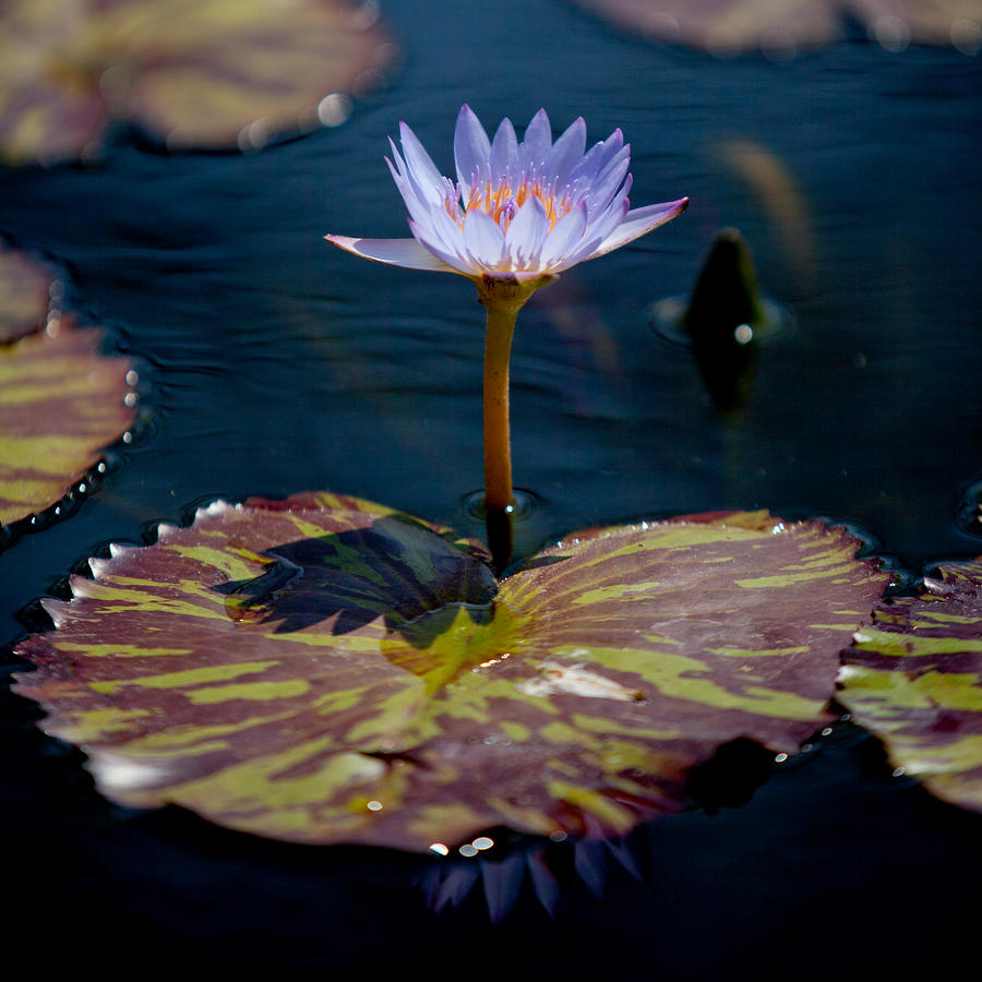 Blue Water Lily Photograph by Art Block Collections