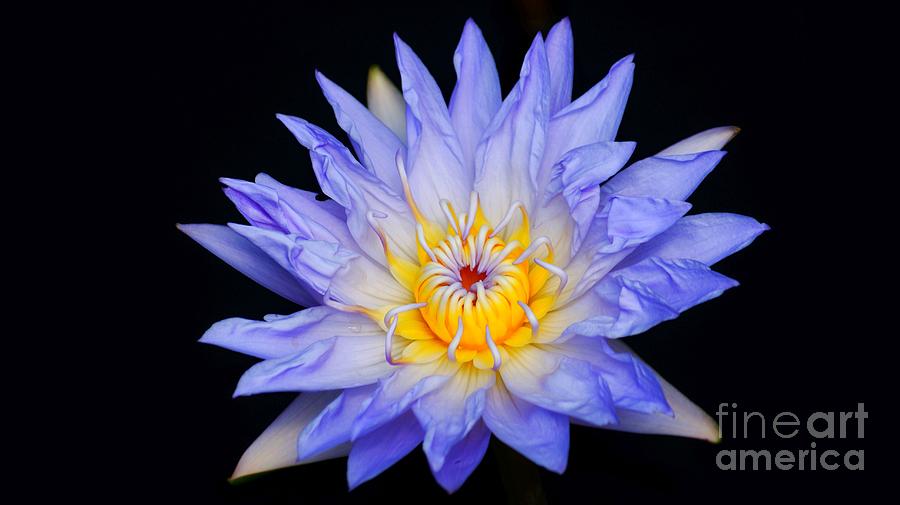 Lily Photograph - Blue Water Lily Blast...   #   V by Rob Luzier