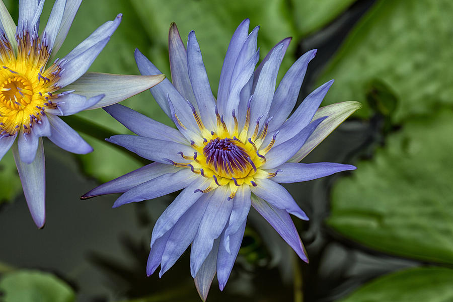 Blue Water Lily Photograph by John Hoey