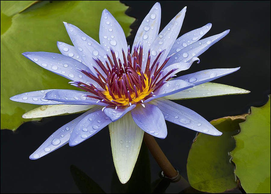 Blue Water Lily Photograph