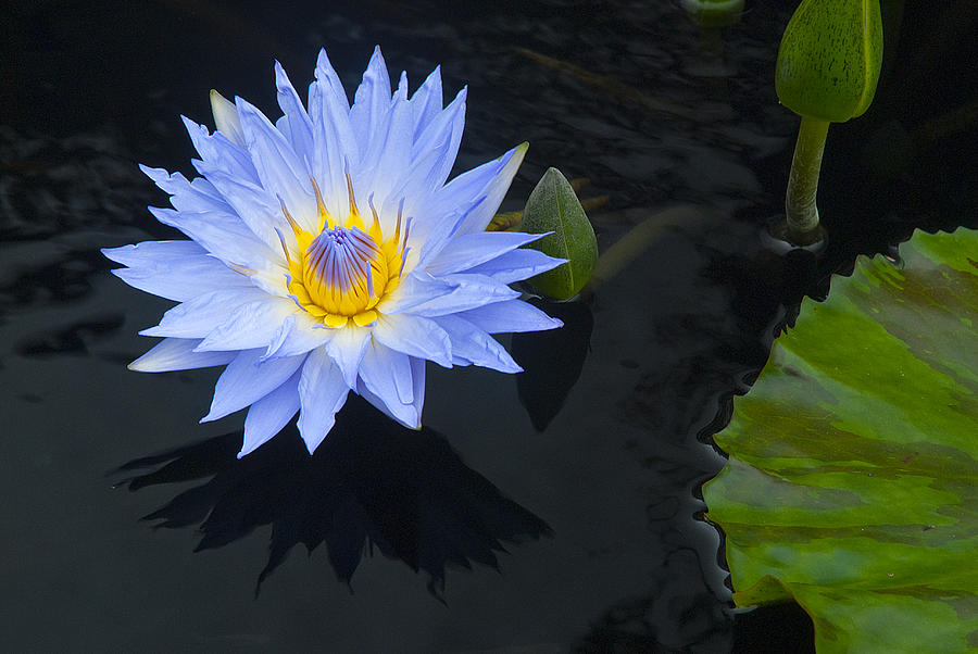 Blue Water Lily Photograph by Pat Exum