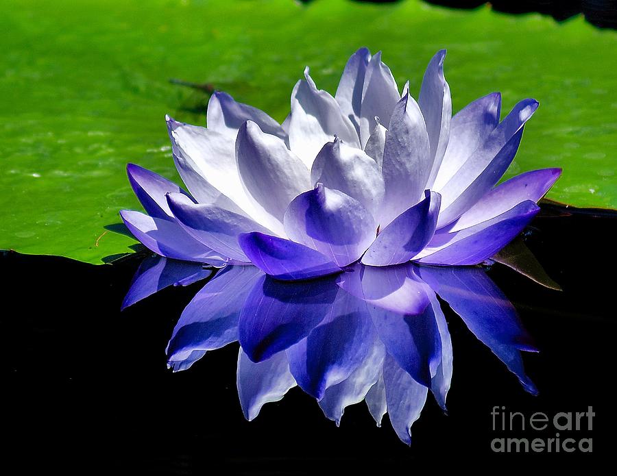 Blue Water Lily Reflection Photograph by Nick Zelinsky Jr