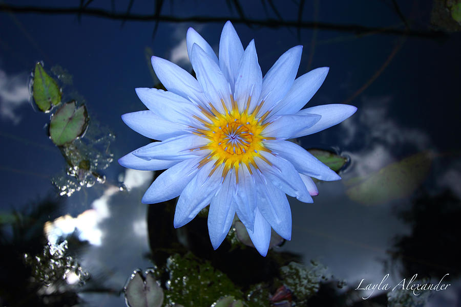 Flowers Still Life Photograph - Blue Water Lily Star Sun and Clouds by Layla Alexander