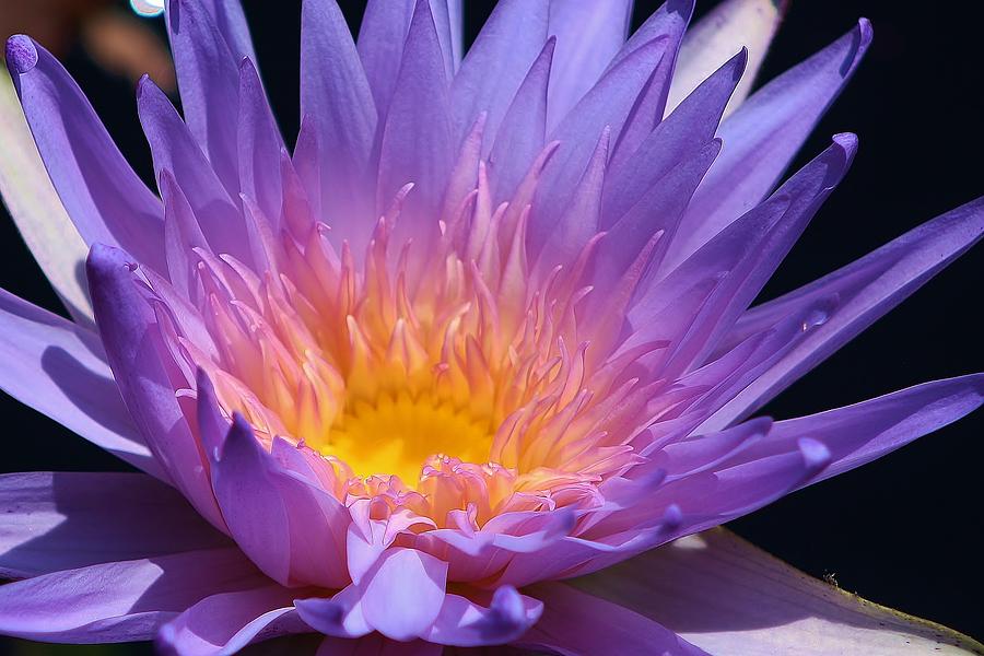 Nature Photograph - Blue Waterlily 2 by Bruce Bley