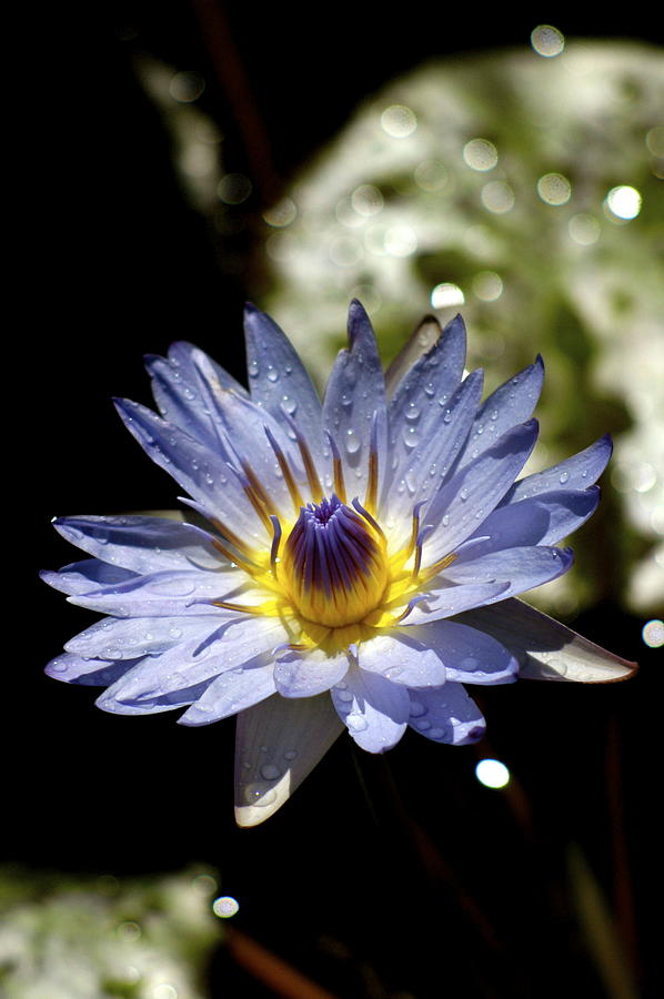 Waterlily after the rain ... Photograph by Lehua Pekelo-Stearns