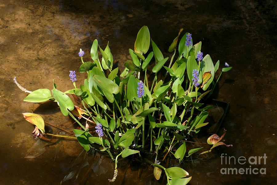 Blue waterplant Photograph by Susanne Baumann