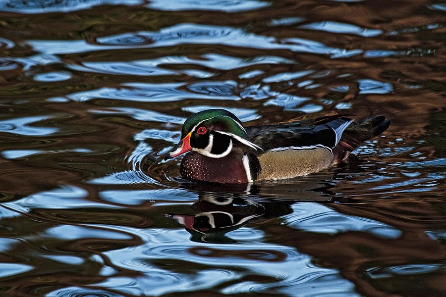 Blue Waters Duck Photograph by Wes and Dotty Weber