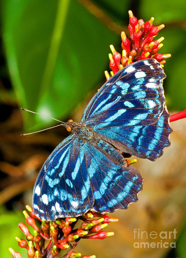 Blue Wave Butterfly Photograph by Millard H. Sharp