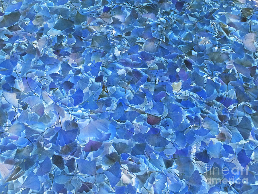 Nature Photograph - Blue Wave by Melissa Lightner