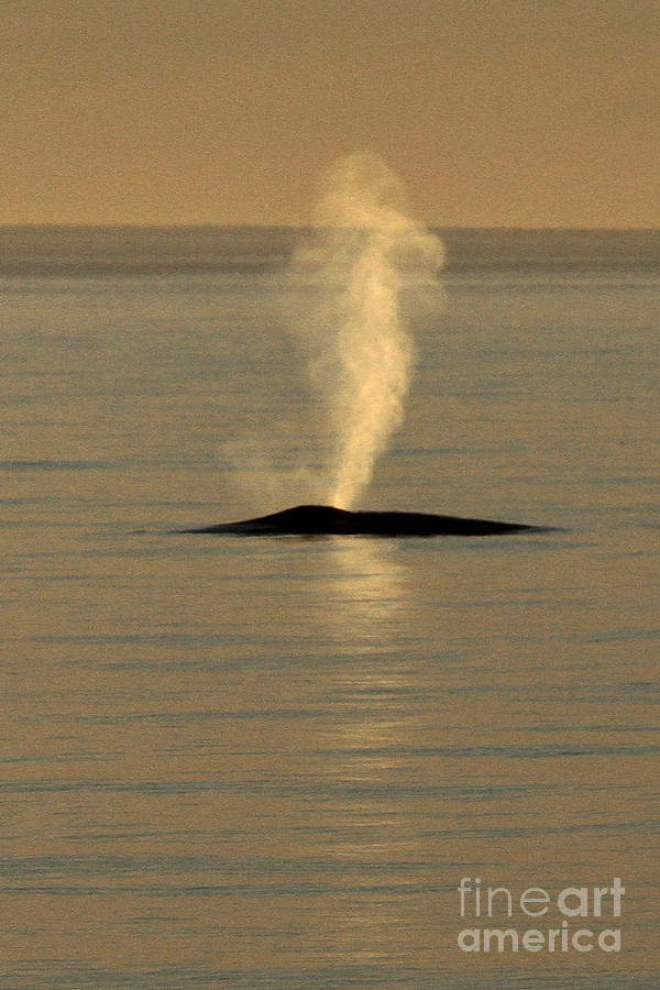 Whale Photograph - Blue Whale at sunset in Monterey Bay California  2013 by Monterey County Historical Society