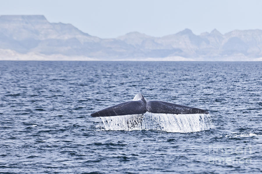 Blue whale Balaenoptera musculus fluking Sea of Cortez Photograph by Liz Leyden